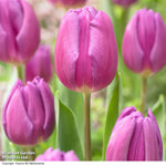 Thompson & Morgan Tulip Rockstar Collection 80 Bulbs