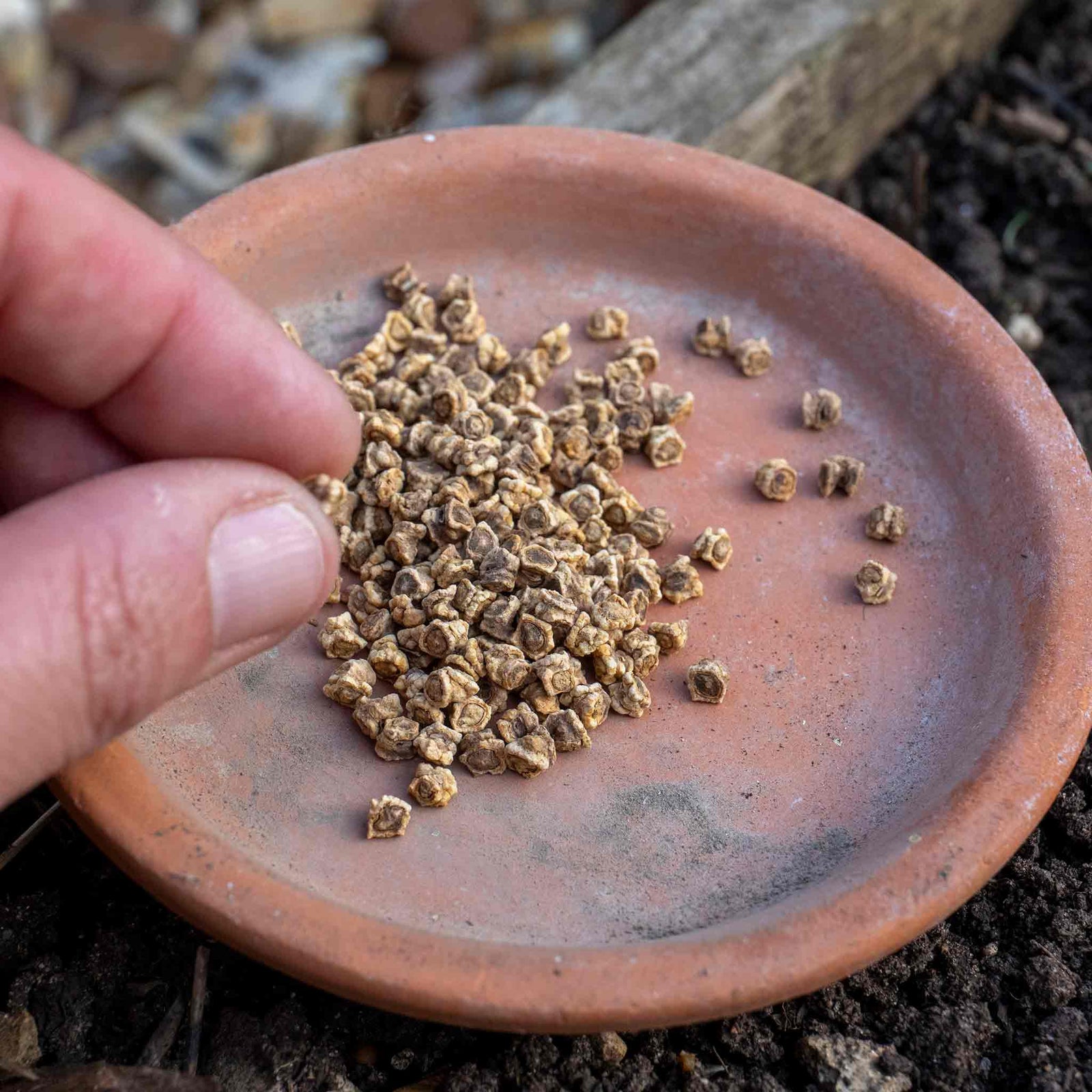 Beetroot Cylindra | 450 Seeds