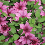 Clematis Elodi - 'window Box Clematis' Non Climbling Compact Variety -10.5cm | Set-of-1 | Pink