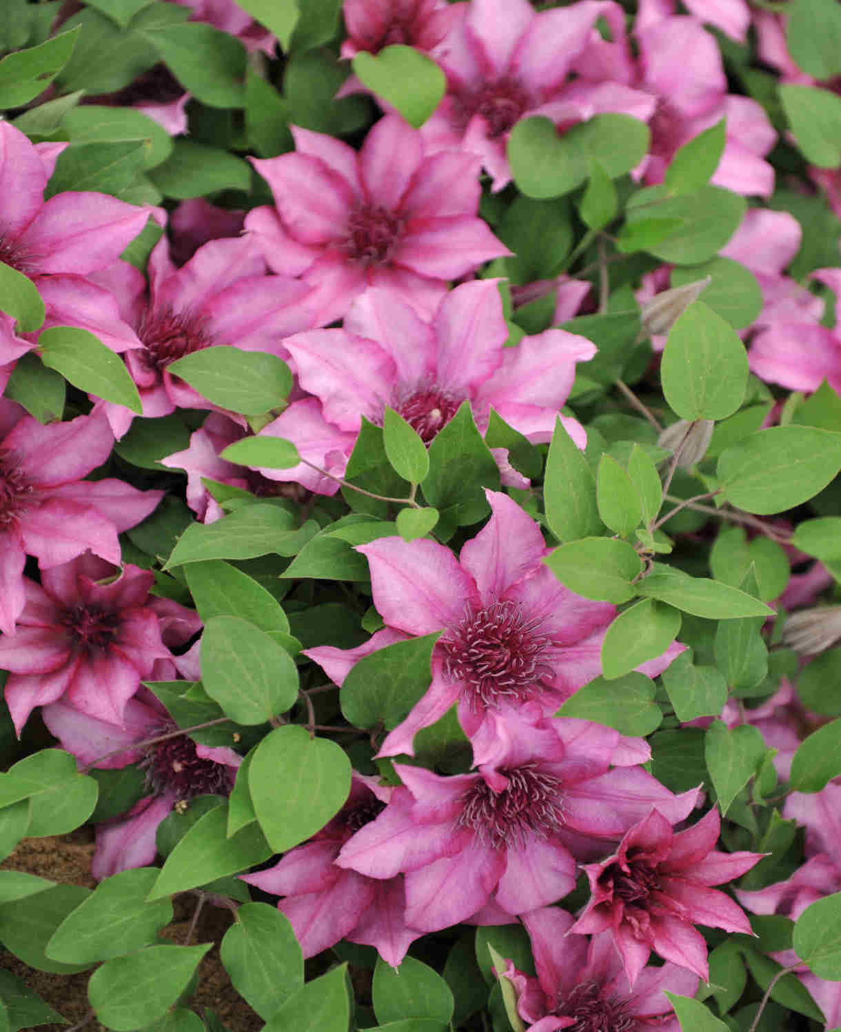 Clematis Elodi - 'window Box Clematis' Non Climbling Compact Variety -10.5cm | Set-of-1 | Pink