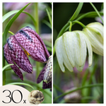 Snake's Head Fritillary - Fritillaria 'Meleagris' - Flower Bulbs | Set of 30 | Multi Colour