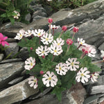 Zaluzianskya 'star Balsam' Night-scented Phlox, Fragrant Compact Perennial Plant | 3 x Jumbo Plugs | Multi