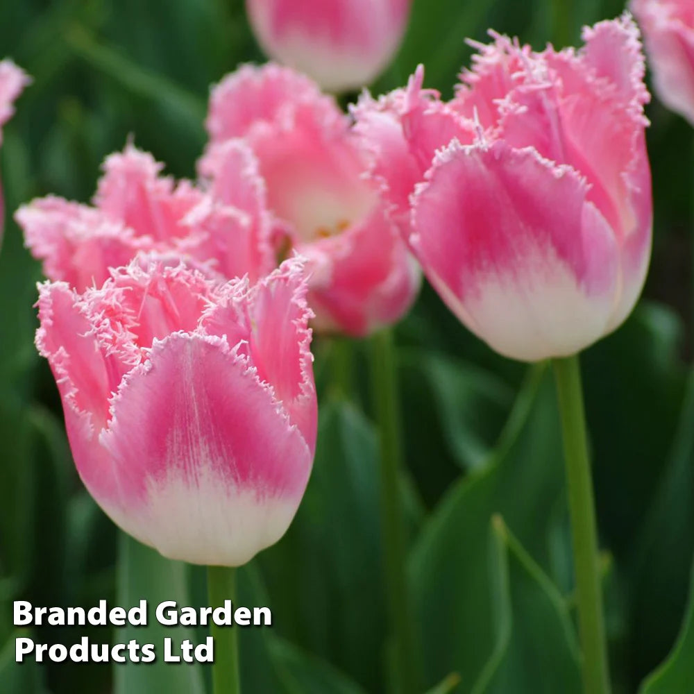 Thompson & Morgan Tulip Pretty In Pink Collection 32 Bulbs