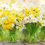 Daffodil Miniature Mixed Bulbs | 80 x Bulbs