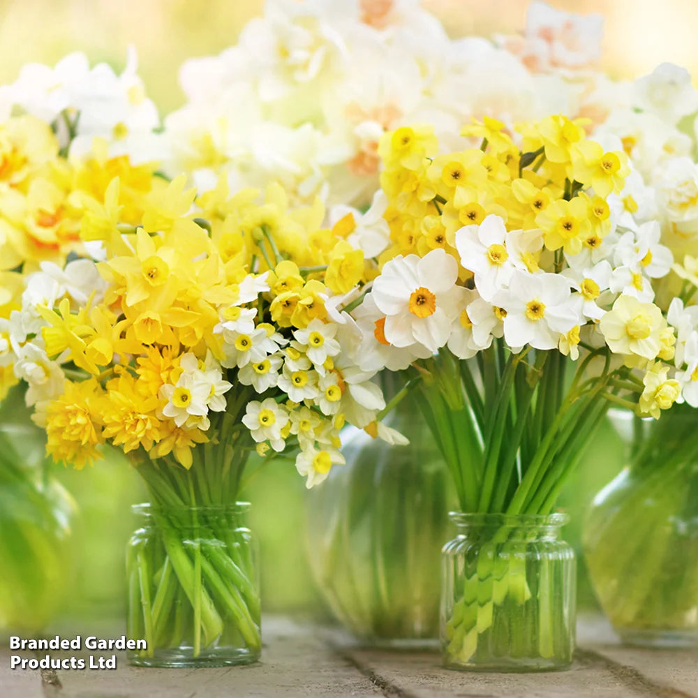 Daffodil Miniature Mixed Bulbs | 80 x Bulbs