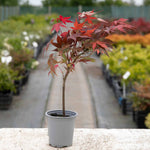 Acer Palmatum 'atropurpureum' - Purple-red Ornamental Tree | 3 x 7cm Plants | Burgundy