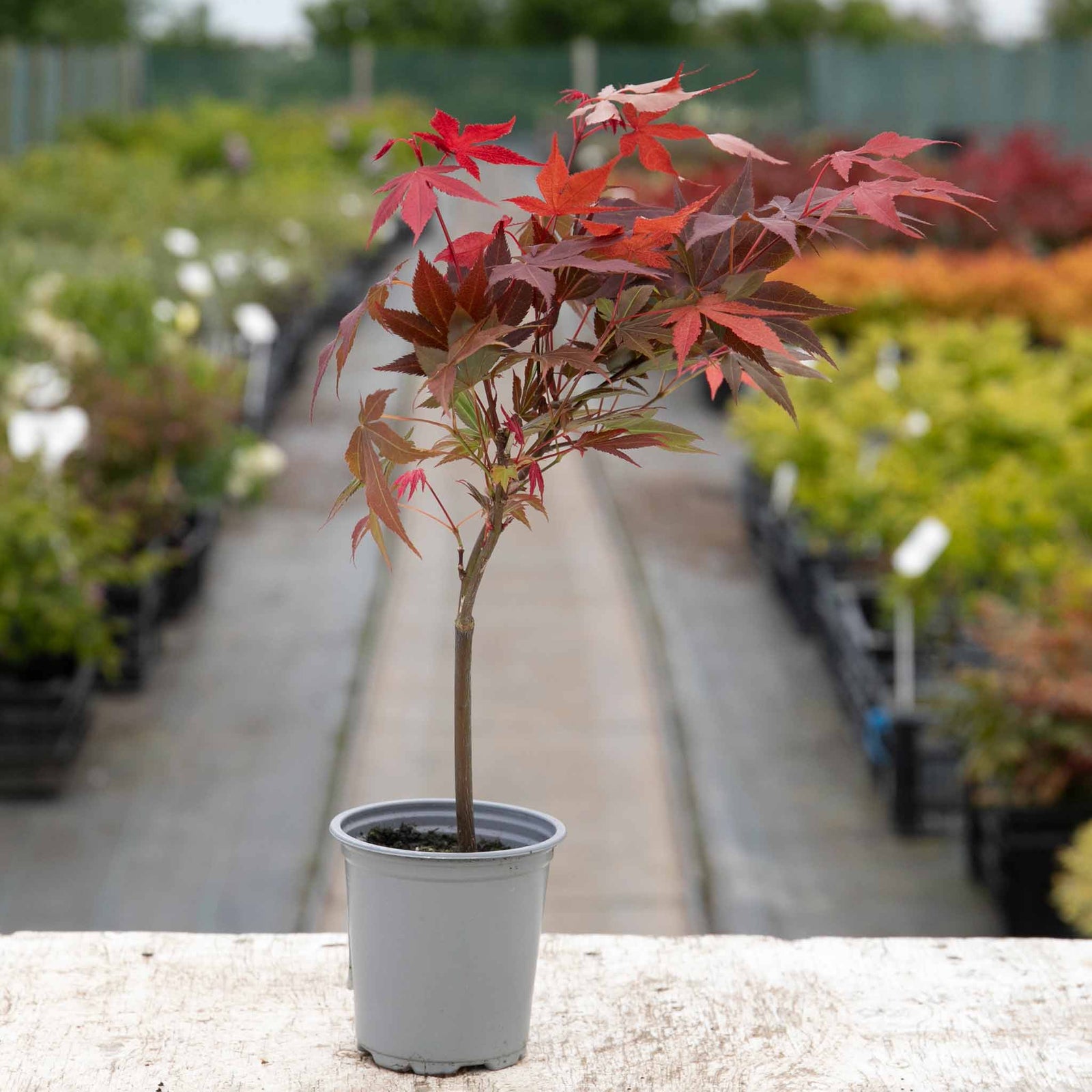 Acer Palmatum 'atropurpureum' - Purple-red Ornamental Tree | 3 x 7cm Plants | Burgundy