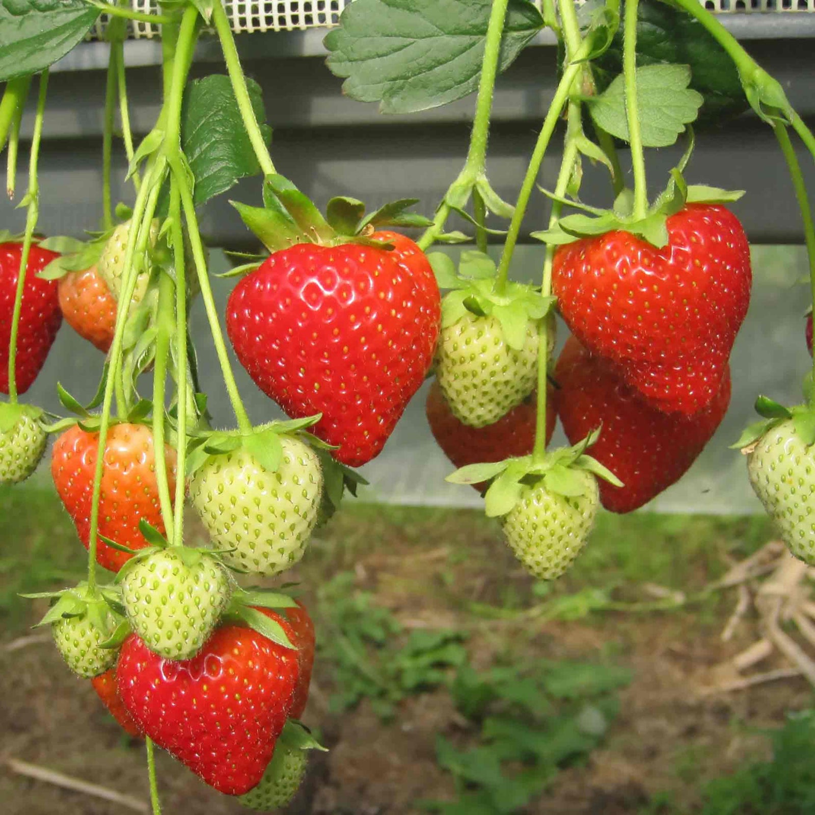 Everbearing Strawberry 'malling Champion' | 6 x Plug Plants | Red