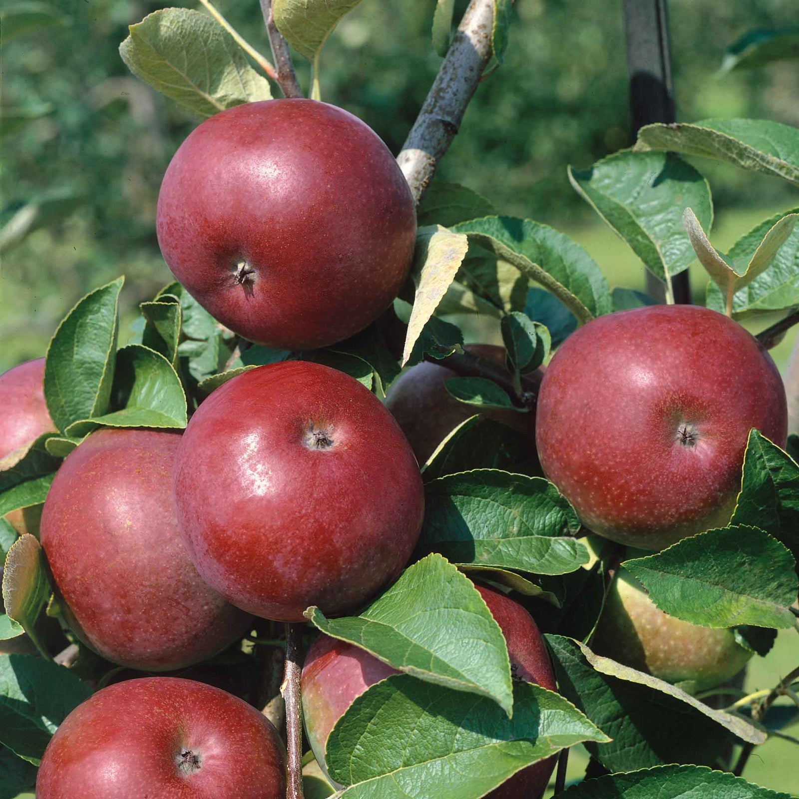 Apple 'mcintosh' - Columnar Patio Apple Tree | 1 x Tree