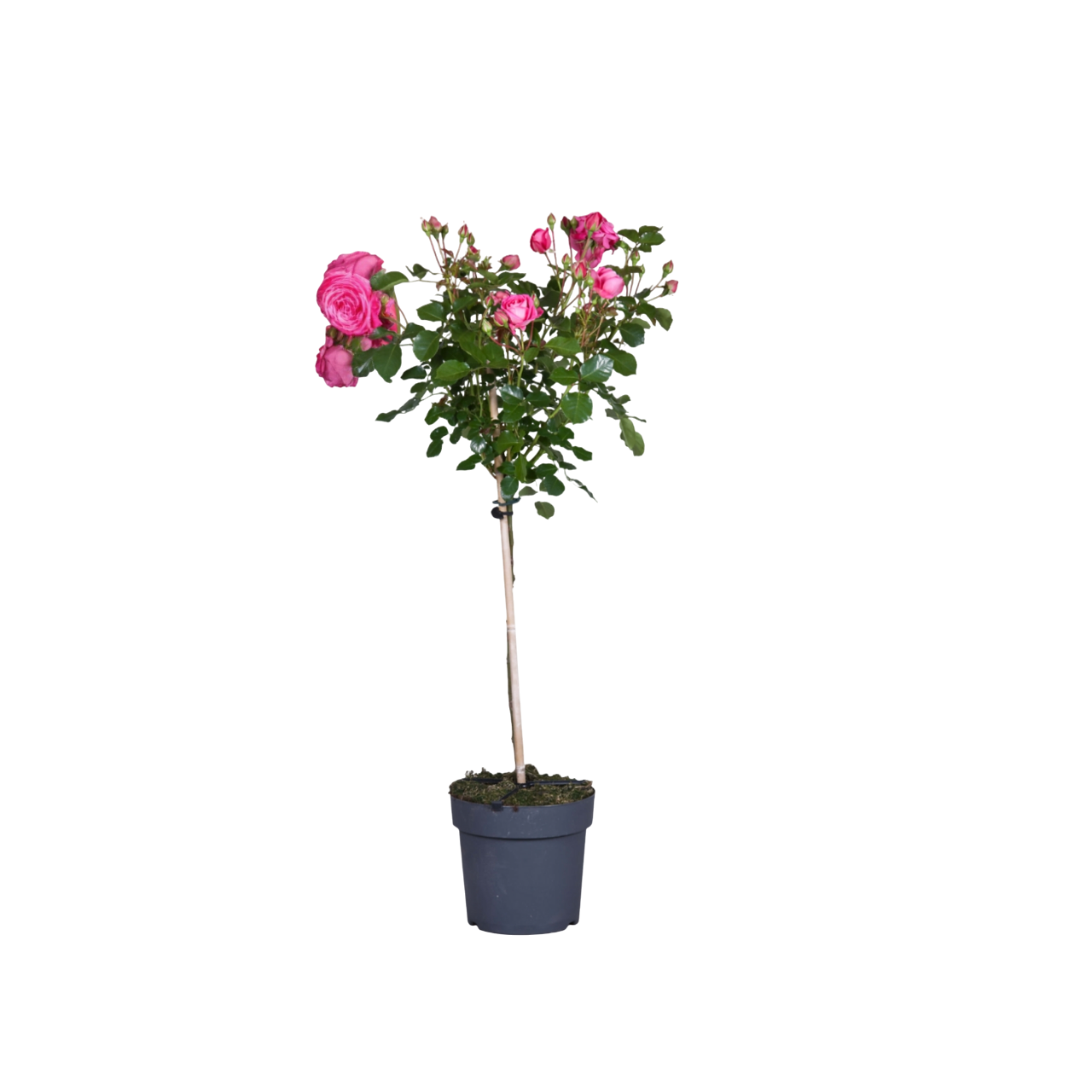 Palace Rose - Height 80-100cm - ⌀19cm | Set-of-1 | Pink