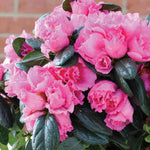 Hayloft Azalea Bush In Stone Pot - Christmas Gift