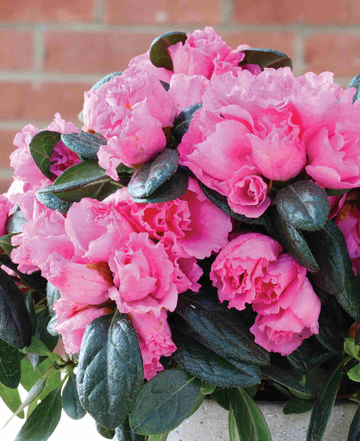 Hayloft Azalea Collection In Stone Pots - 3 Christmas Gifts