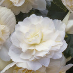 Hayloft Begonia Illumination White - 24 Young Plants