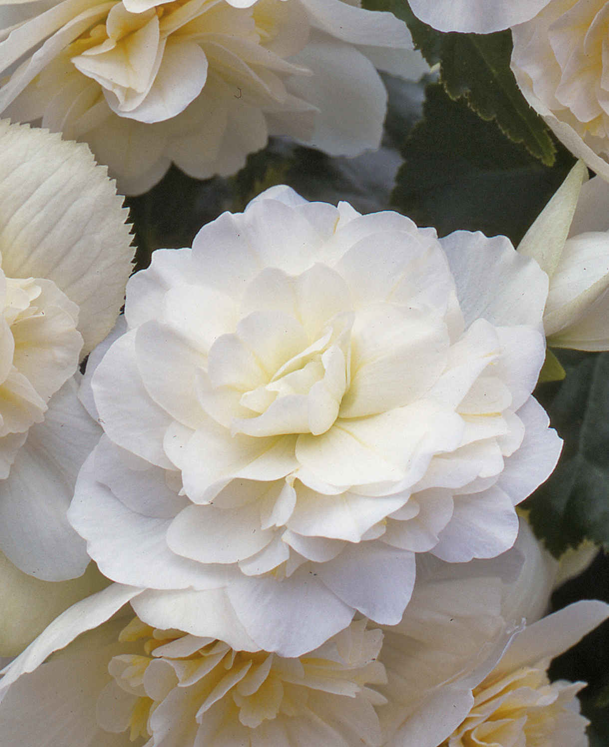 Hayloft Begonia Illumination White - 24 Young Plants