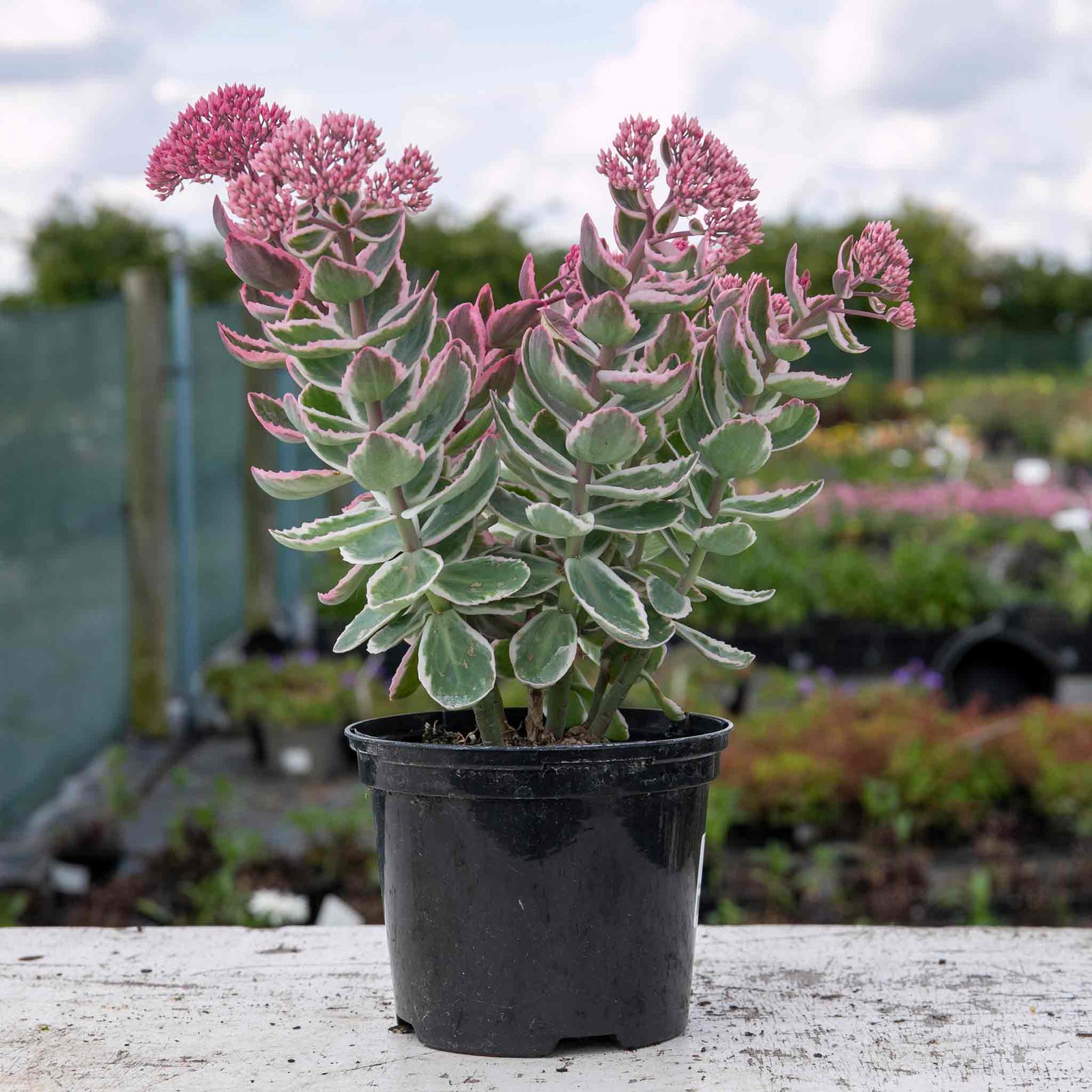 Sedum 'seduction La Vie En Rose' - Compact Variegated Perennial 9cm Plants | 1 x 2L | Pink