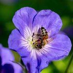 Geranium 'rozanne' - 9cm Pots. | 1 x 9cm | Purple