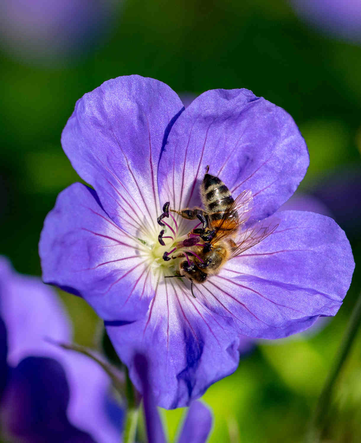 Geranium 'rozanne' - 9cm Pots. | 3 x 9cm | Purple