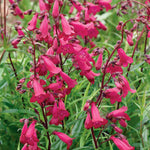 Penstemon 'garnet' Hardy Perennial, Pollinator-friendly | 1 x 2L