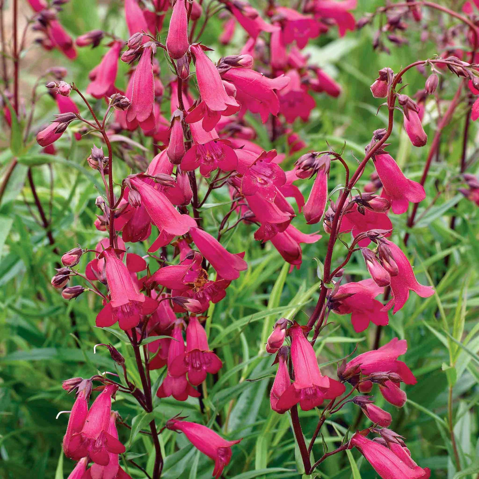 Penstemon 'garnet' Hardy Perennial, Pollinator-friendly | 1 x 2L
