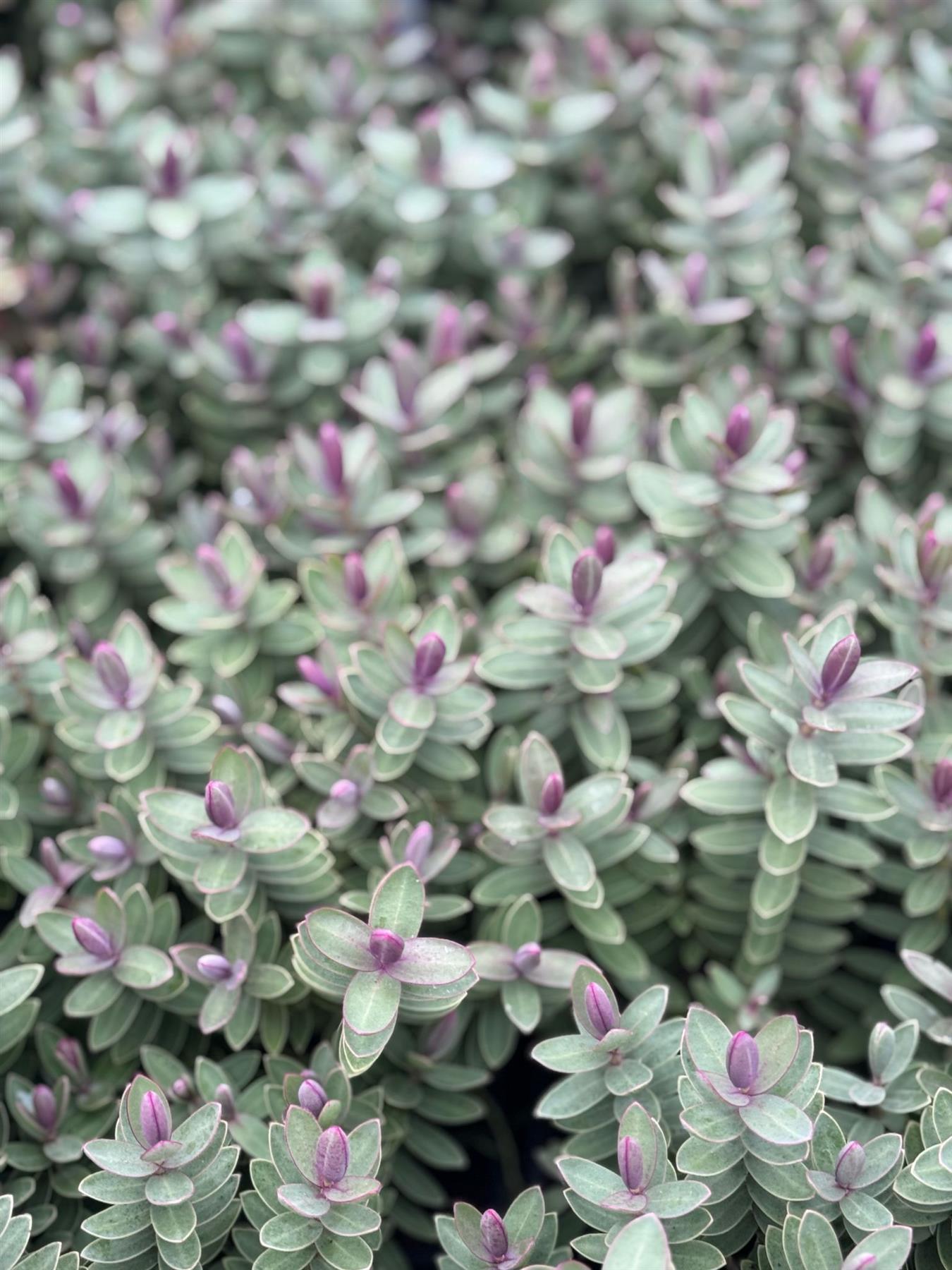 Direct Plants Hebe Red Edge Evergreen Garden Shrub Plant