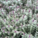 Hebe Red Edge Evergreen Garden Shrub Plant