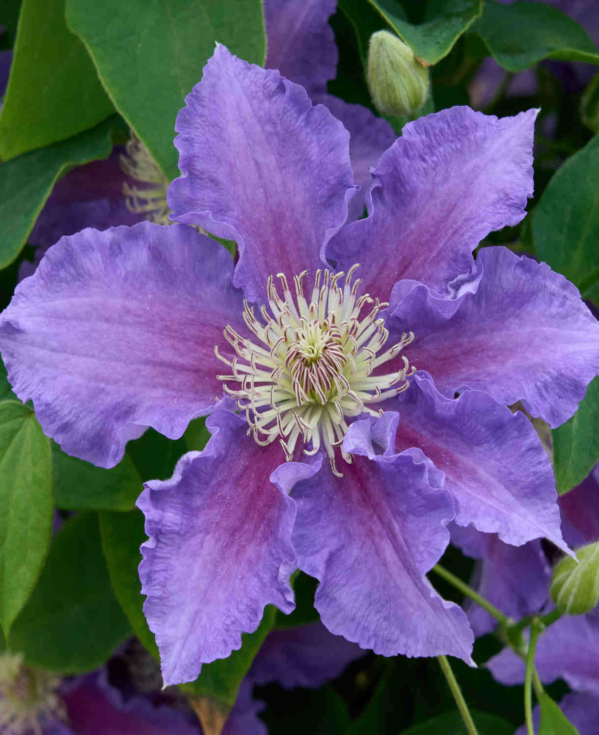 Clematis Baroness Fookes - 7cm pot | 1 x 7cm | Purple