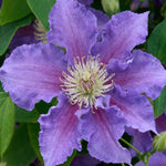 Clematis Baroness Fookes - 7cm pot | 3 x 7cm | Purple
