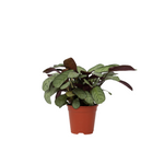 Never Never Plant - Ctenanthe Burle-marxii 'amagris' - Height 25-35cm - ⌀14cm | Set of 1 | Green
