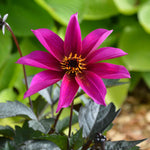 Dahlia 'mystic Wizard' - Magenta Single Flowers, Mahogany Foliage | 6 x Jumbo Plugs