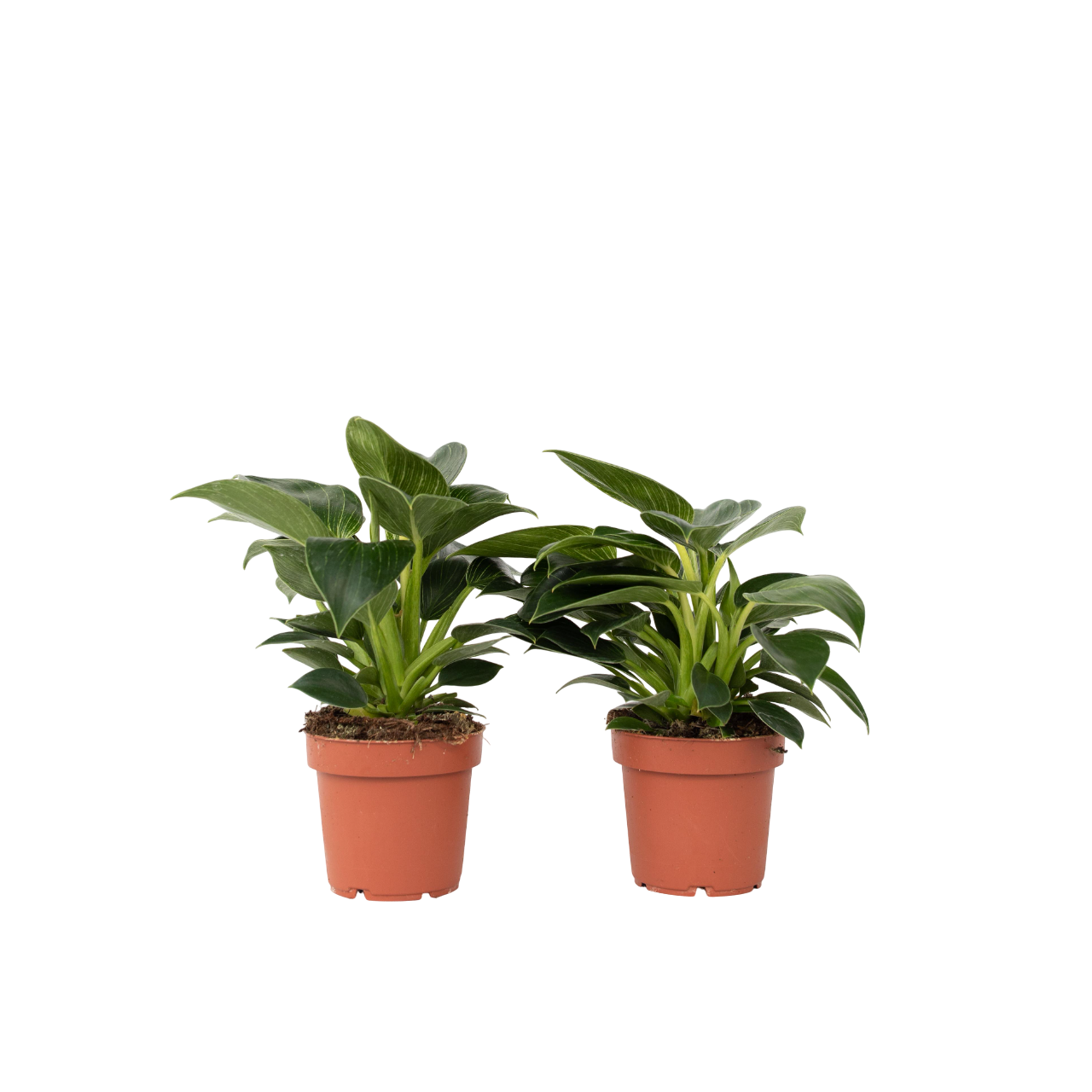 Sweetheart Plant - 2 Pcs. - Philodendron 'white Wave' - Height 25-40cm - ⌀12cm | Set of 2 | Green