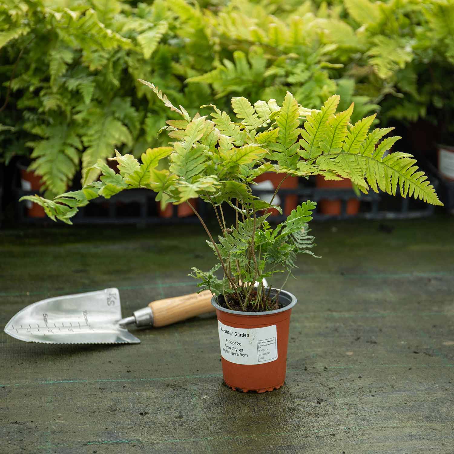 Japanese Shield Fern (rhs Award Of Garden Merit) | 1 x 2L | Green & Pink