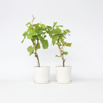 Grape Plant - 2 Pcs. - Vitis ‘himrod’, Vitis ‘vanessa’ - Height 60-75cm - ⌀21cm | Set of 2 | Multi Colour