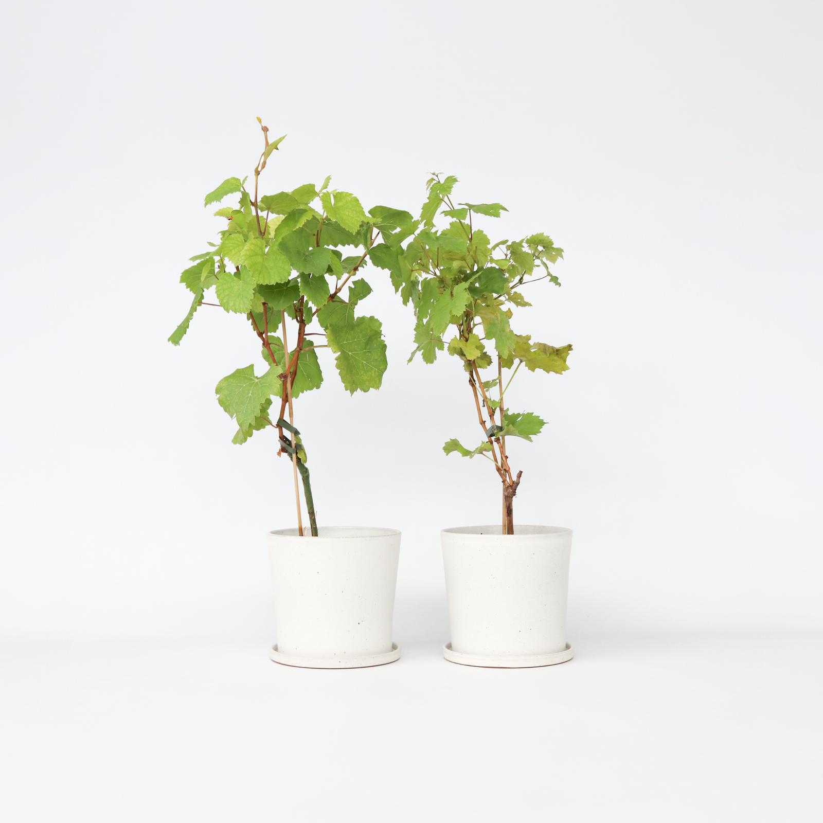Grape Plant - 2 Pcs. - Vitis ‘himrod’, Vitis ‘vanessa’ - Height 60-75cm - ⌀21cm | Set-of-2 | Multi Colour