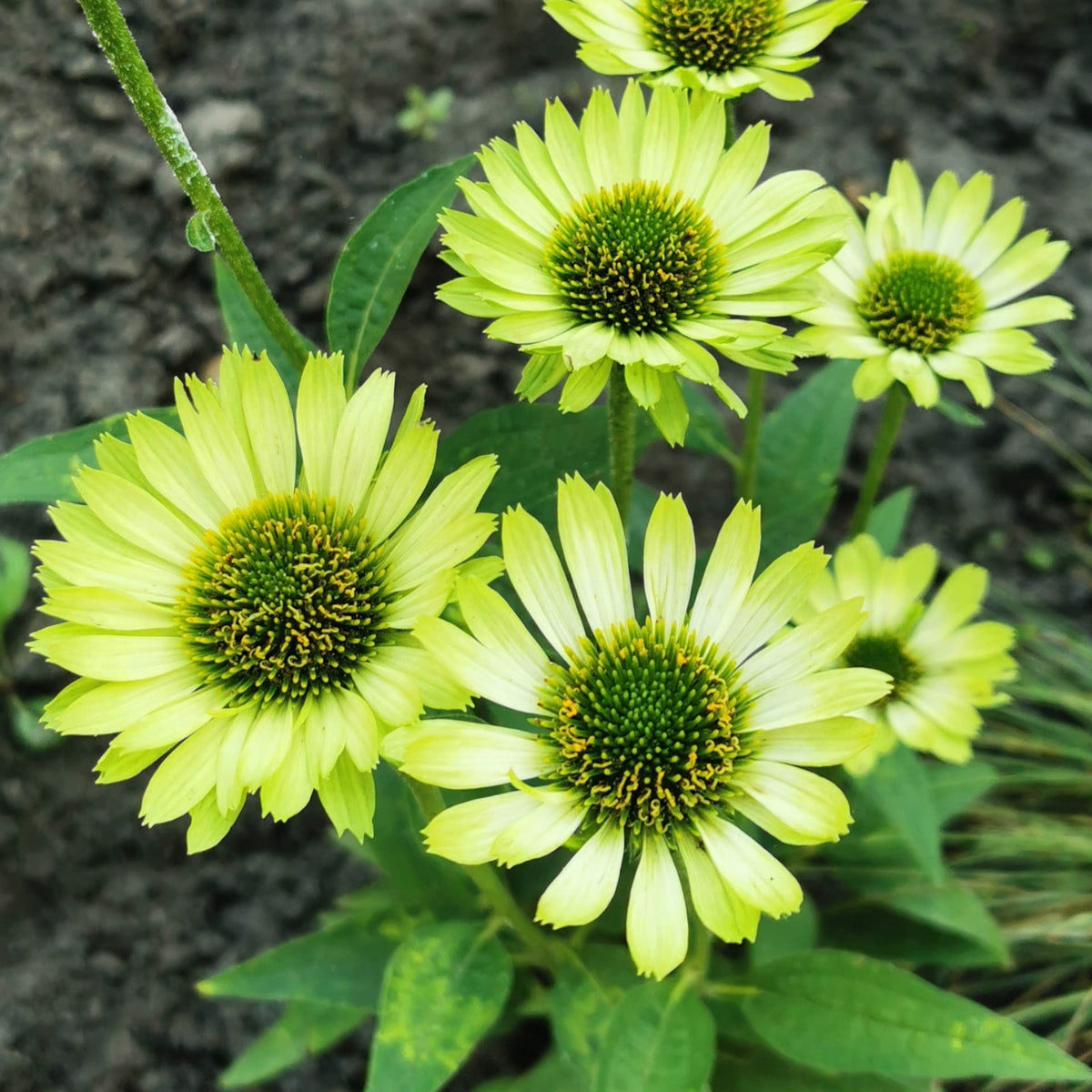 Echinacea Purpurea Green Jewel 9cm Pots | 3 x 9cm | Green