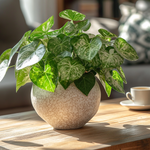 Arrowhead Plant Red Heart - 3 Pcs. - Syngonium 'pixie' - Height 25-40cm - ⌀12cm | Set of 3 | Green