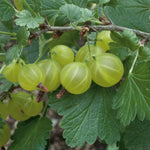 Gooseberry Bush Collection Bushes | 3 x Bare Root