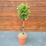 Euonymus 'aureus' Quarter-standard Evergreen Shrub | 1 x 7L