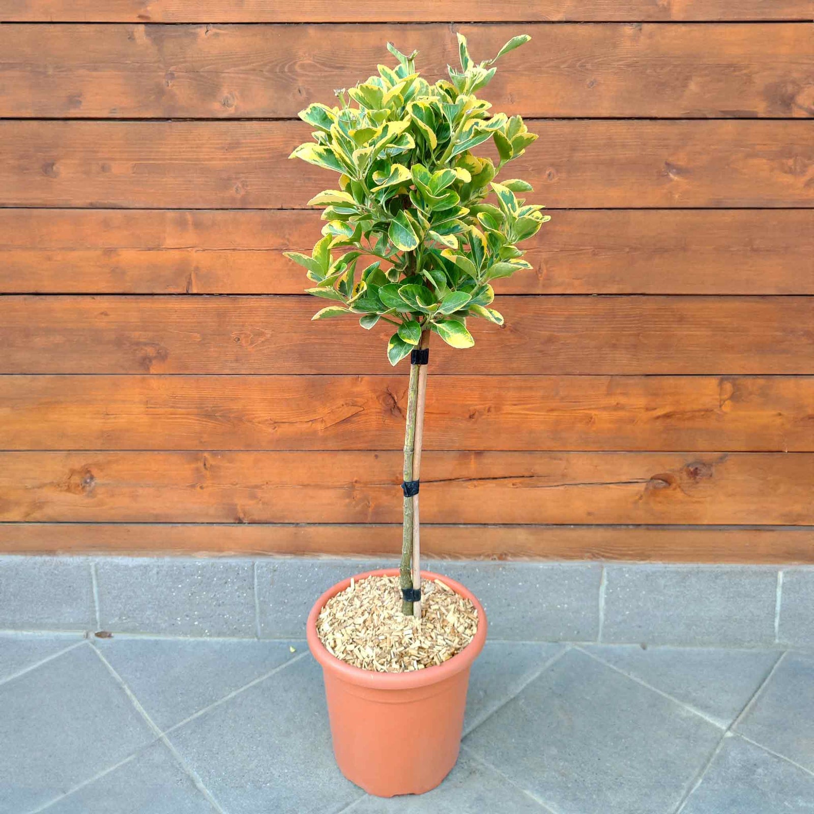 Euonymus 'aureus' Quarter-standard Evergreen Shrub | 1 x 15L