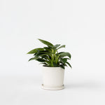 Sweetheart Plant - Philodendron 'white Wave' - Height 25-40cm - ⌀12cm | Set of 1 | Green