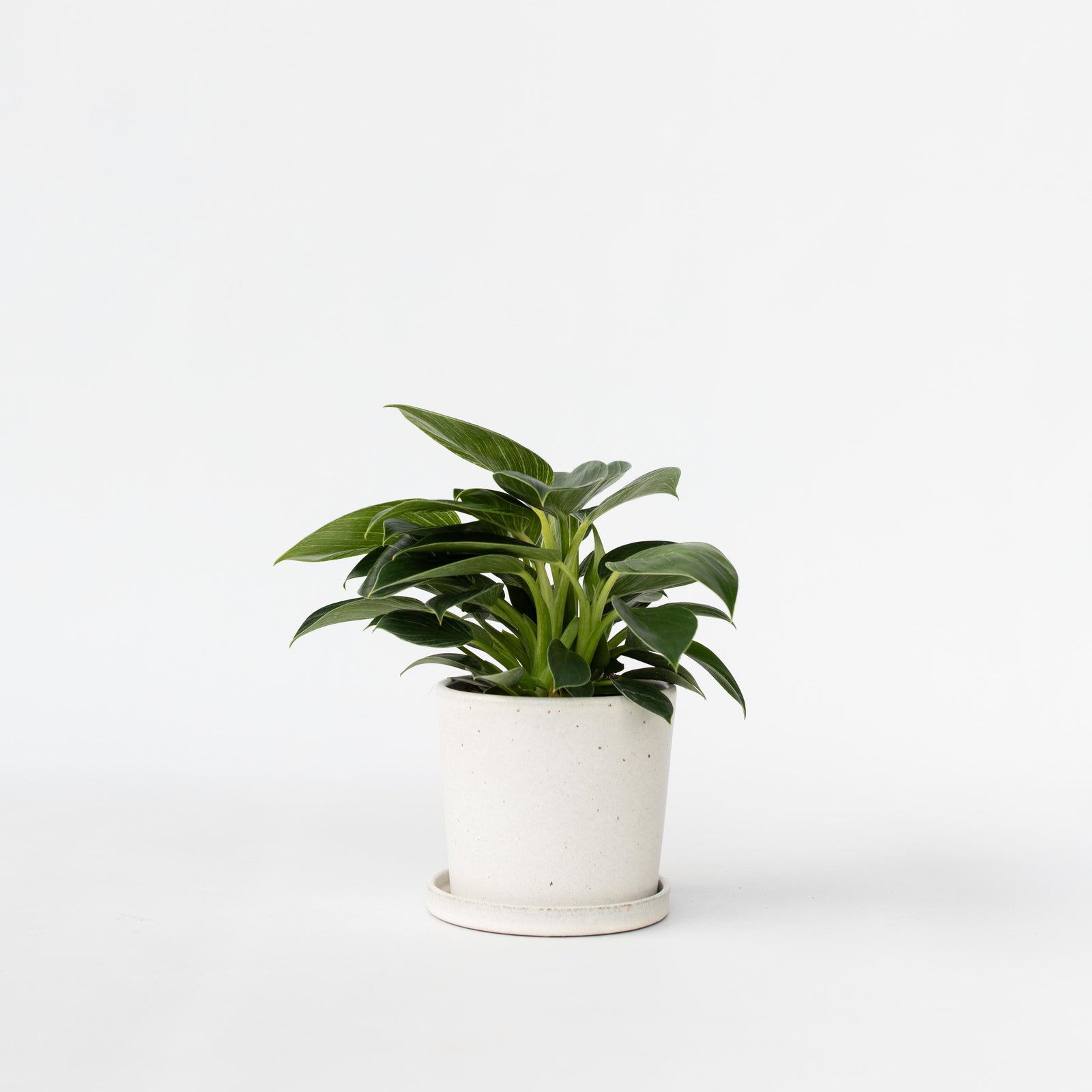 Sweetheart Plant - Philodendron 'white Wave' - Height 25-40cm - ⌀12cm | Set of 1 | Green