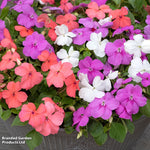 Busy Lizzie Pearl Island Garden Ready Plants | 12 x Garden Ready Plants