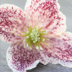 Clematis Cirrhosa Var. Purpurascens 'freckles' - 7cm pot | 1 x 7cm | Pink & White