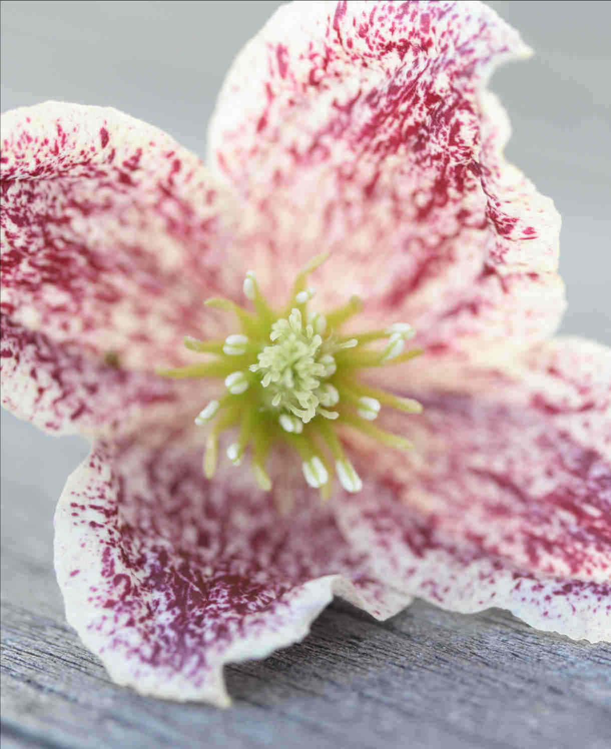 Clematis Cirrhosa Var. Purpurascens 'freckles' - 7cm pot | 1 x 7cm | Pink & White