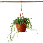 String Of Dolphins - Senecio Peregrinus - Height 10-20cm - ⌀12cm | Set of 1 | Green