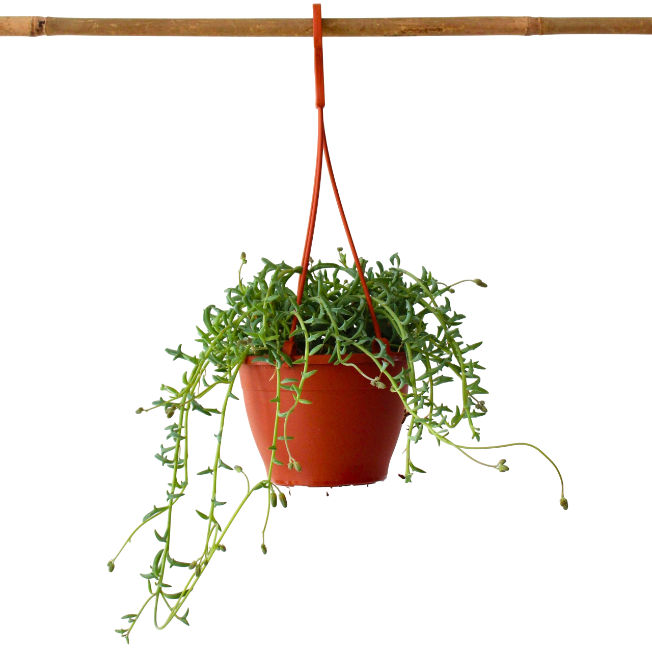String Of Dolphins - Senecio Peregrinus - Height 10-20cm - ⌀12cm | Set of 1 | Green