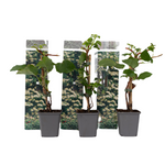Hortensia - Hydrangea Anomale Petiolaris - Height 25-40cm - ⌀9cm | Set of 3 | White