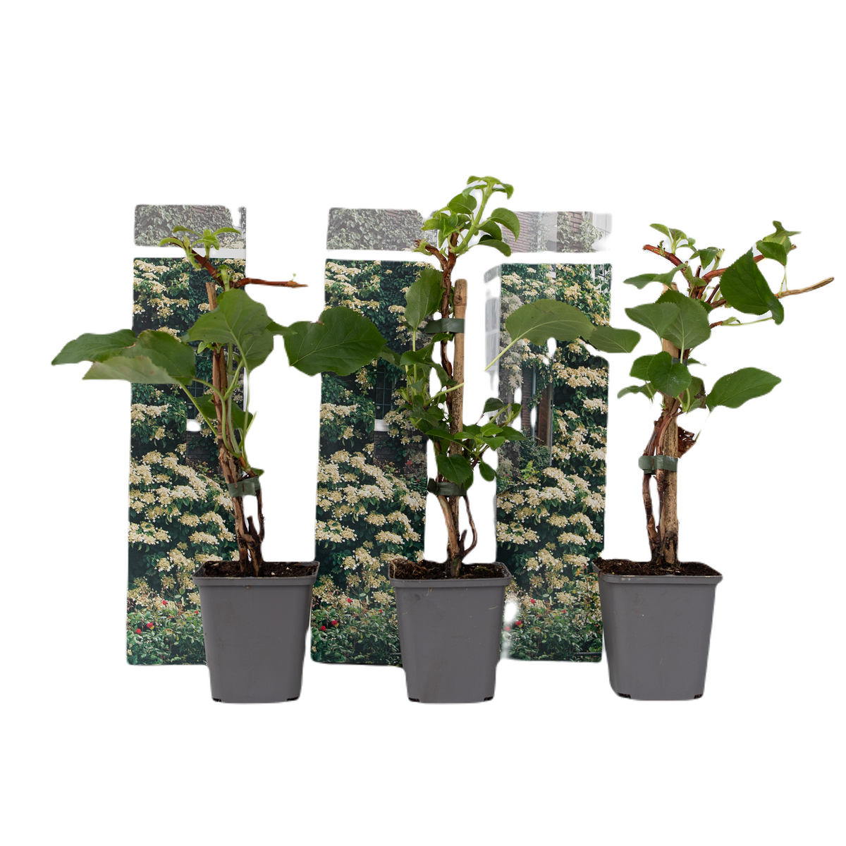 Hortensia - Hydrangea Anomale Petiolaris - Height 25-40cm - ⌀9cm | Set of 3 | White