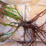 Rosa 'art Deco' - Bare Root Plants | 3 x Bare Root | Cream