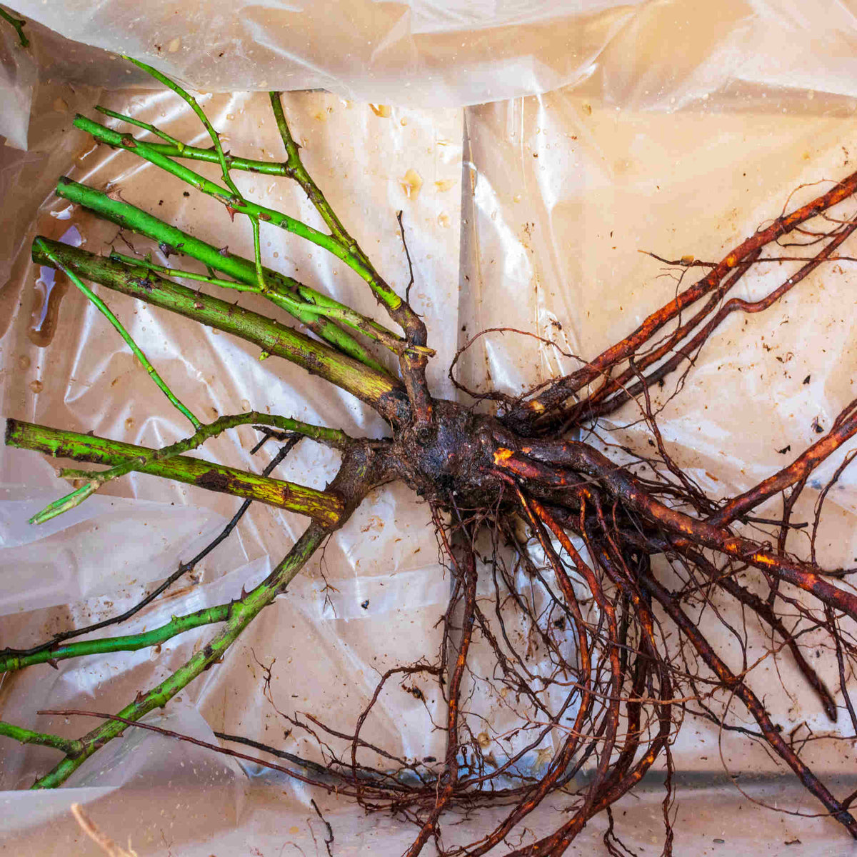 Rosa 'my Lovely Dad' - Bare Root Plants | 1 x Bare Root | Purple