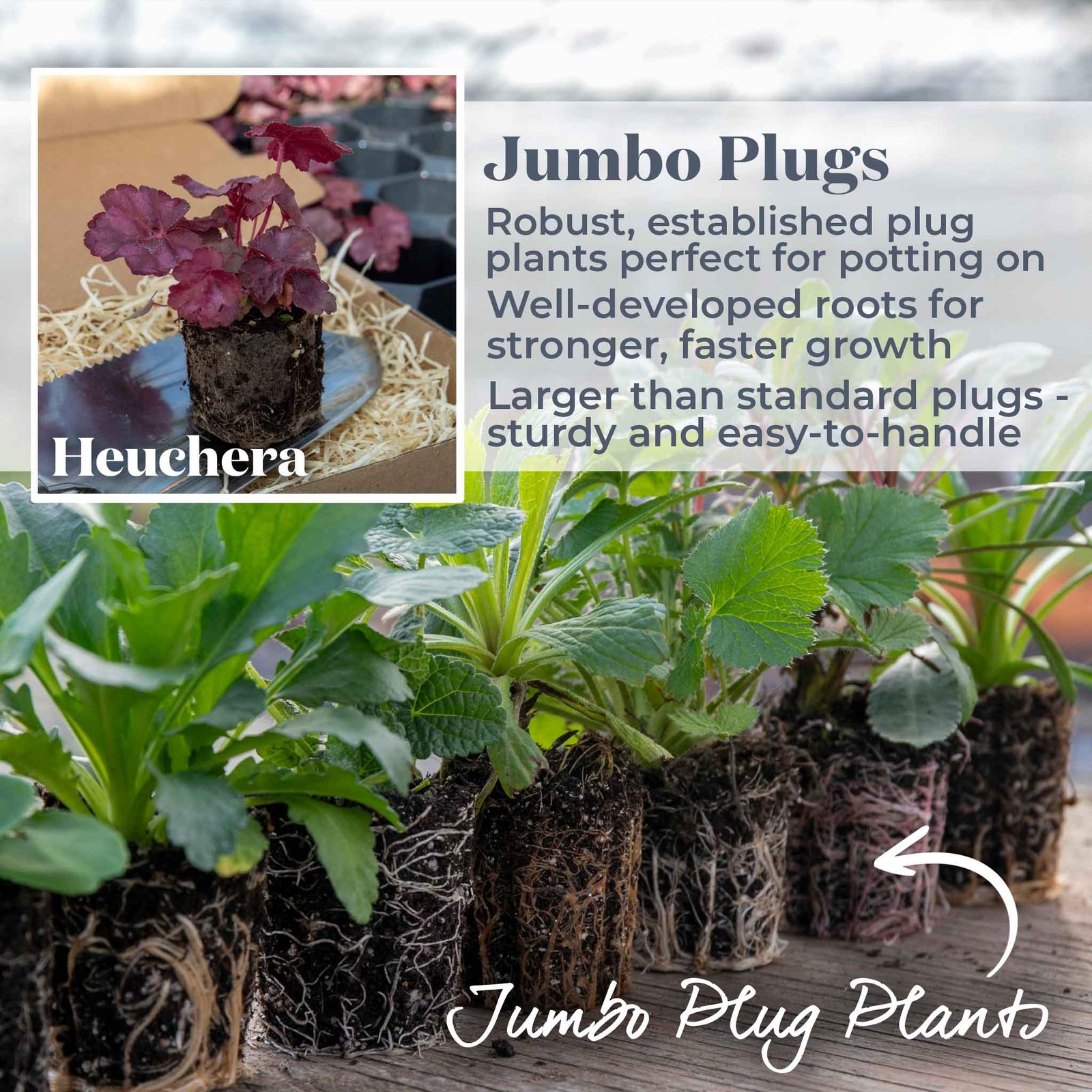 Heuchera 'wild Rose', Rose-purple Foliage And Rose-pink Summer Blooms | 3 x 9cm | Multi